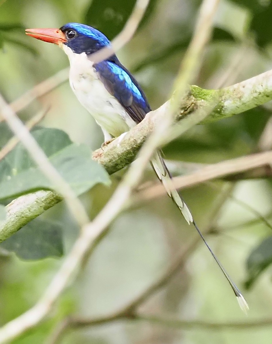 Common Paradise-Kingfisher - ML624078595