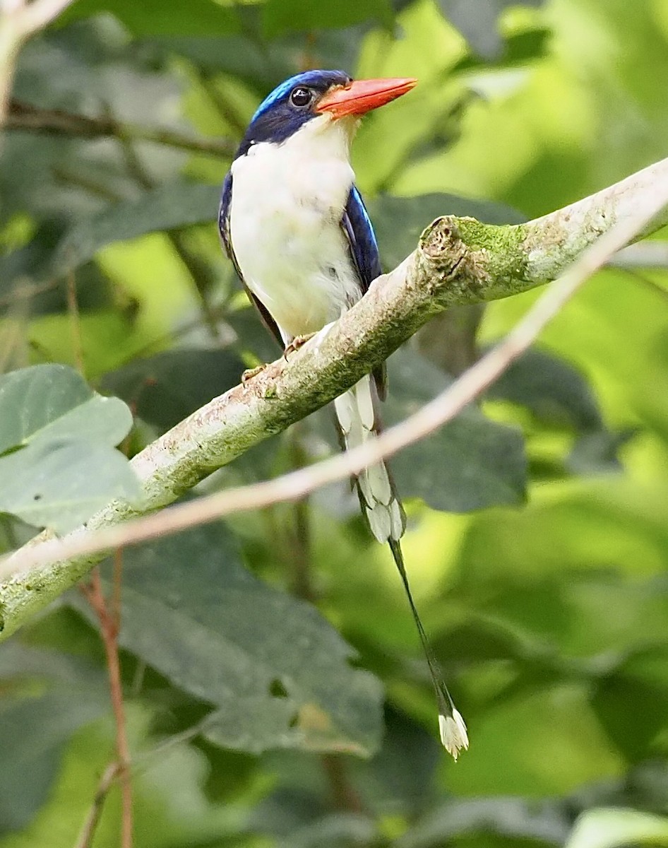 Common Paradise-Kingfisher - ML624078598