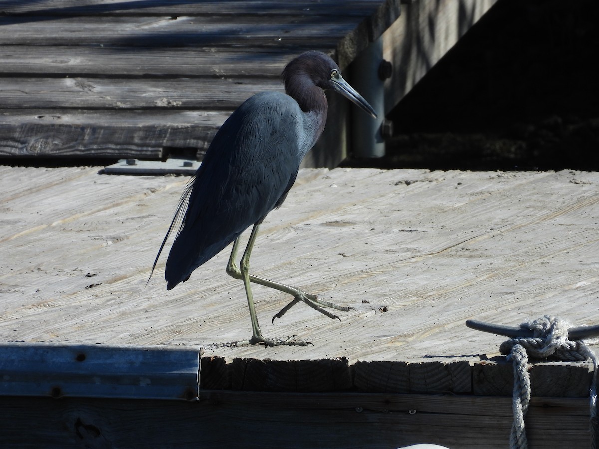 Little Blue Heron - ML624078608