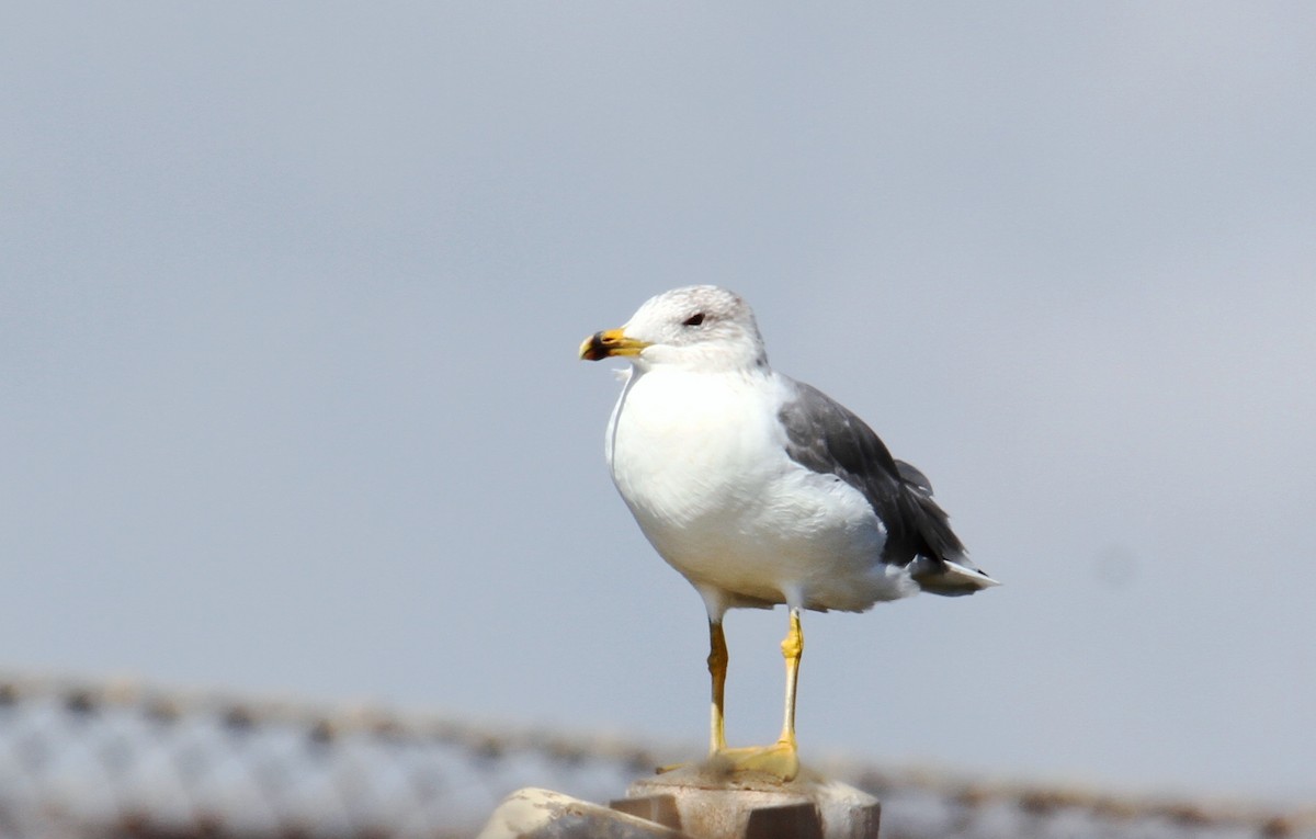 Gaviota Armenia - ML624078610