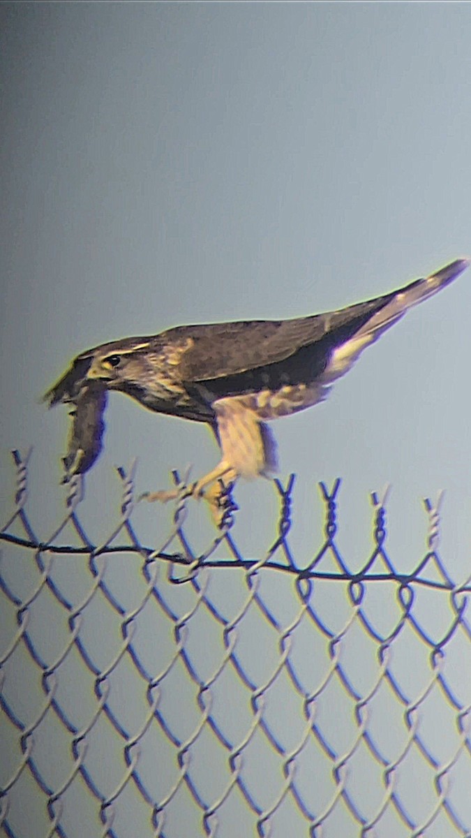 Merlin - ML624078630