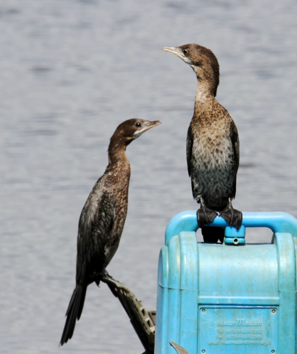 Cormorán Pigmeo - ML624078647