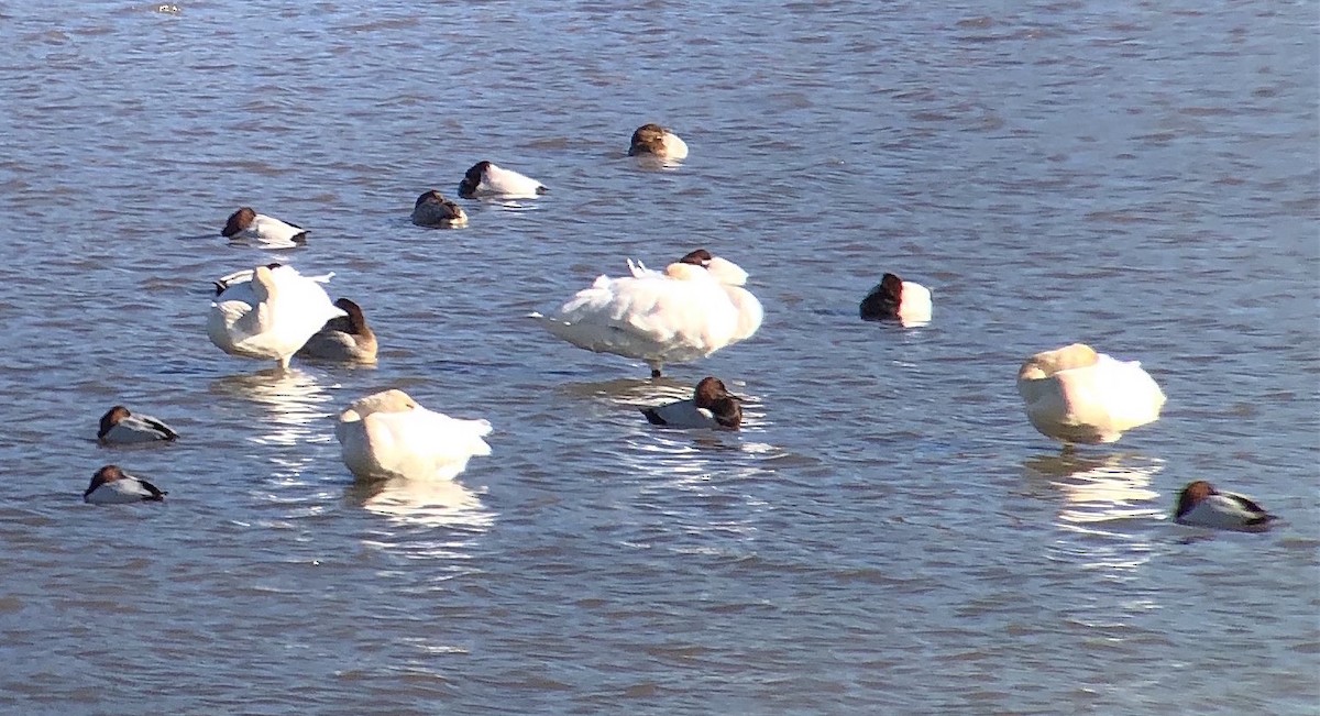 Tundra Swan - ML624078648