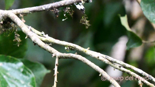 Many-spotted Hummingbird - ML624078650