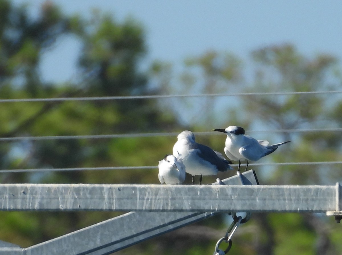 Sandwich Tern - ML624078687