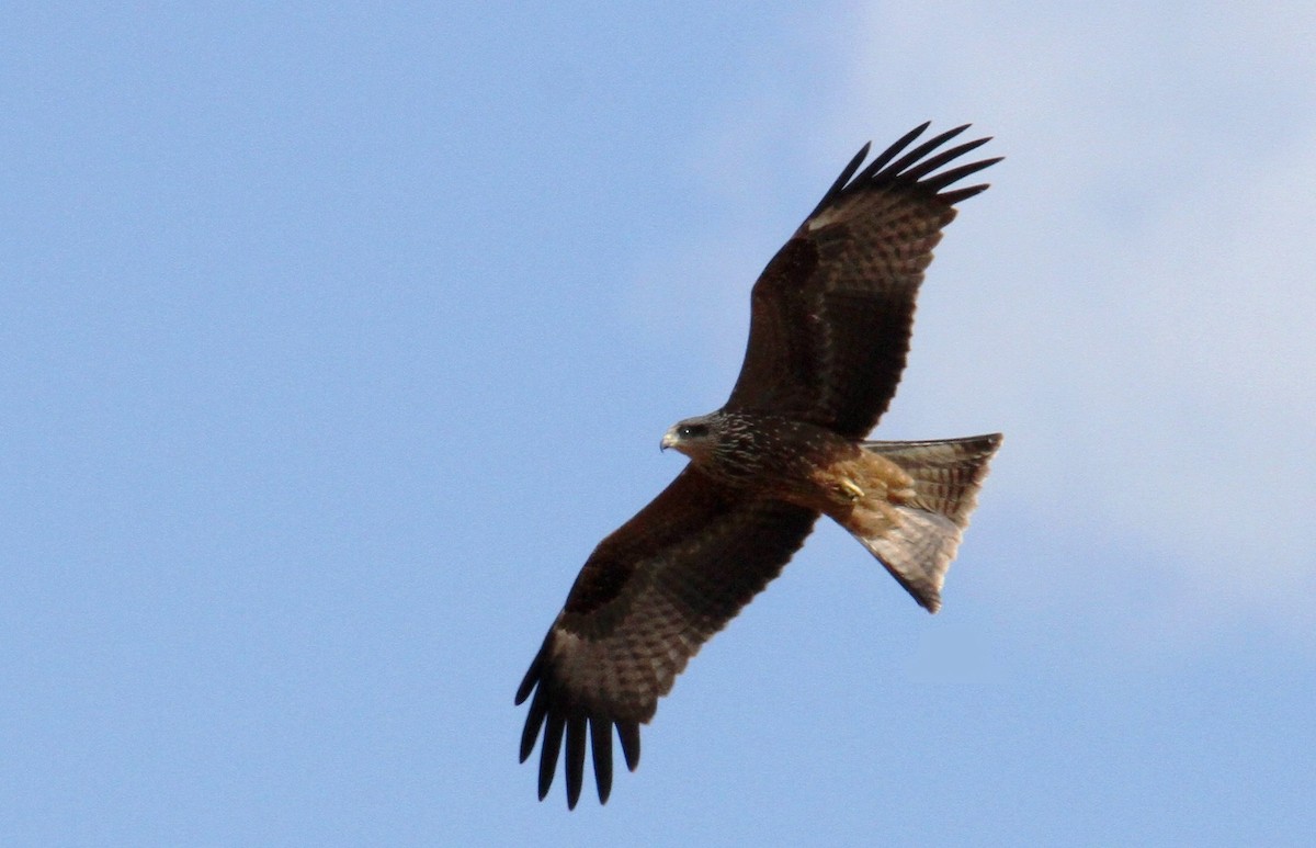 Black Kite - yuda siliki