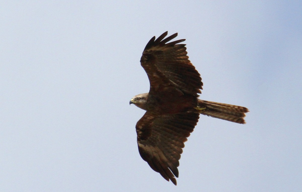 Black Kite - yuda siliki