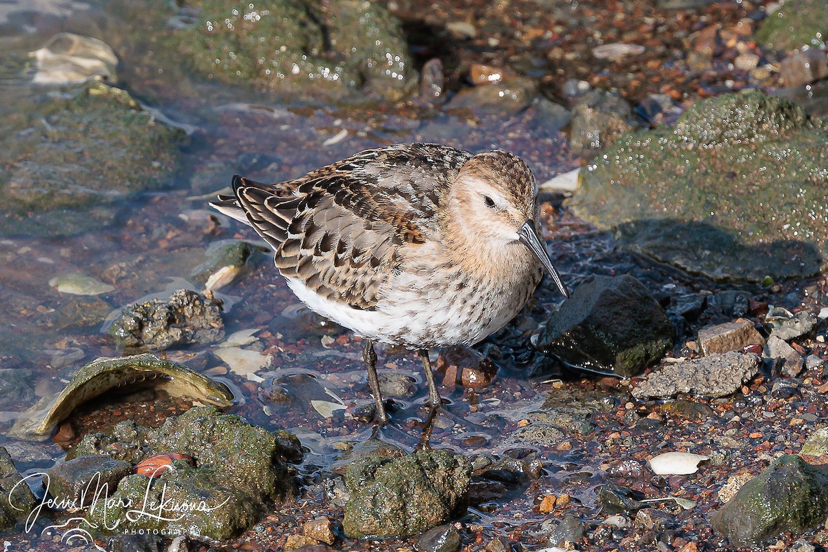 Dunlin - ML624078710