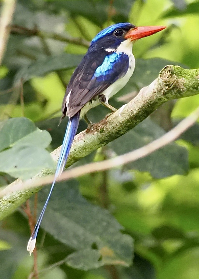 Common Paradise-Kingfisher - ML624078734