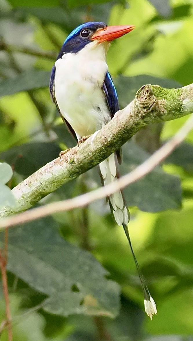 Common Paradise-Kingfisher - ML624078735