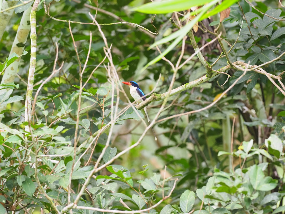 Common Paradise-Kingfisher - ML624078737