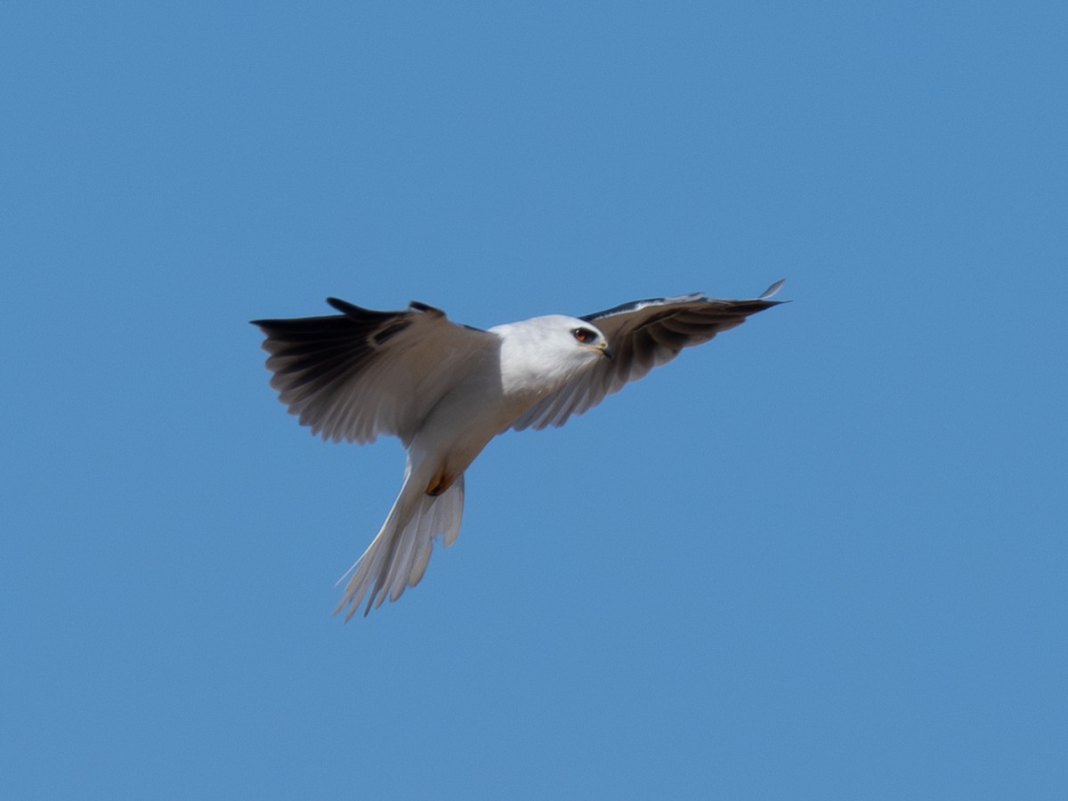 White-tailed Kite - ML624078738