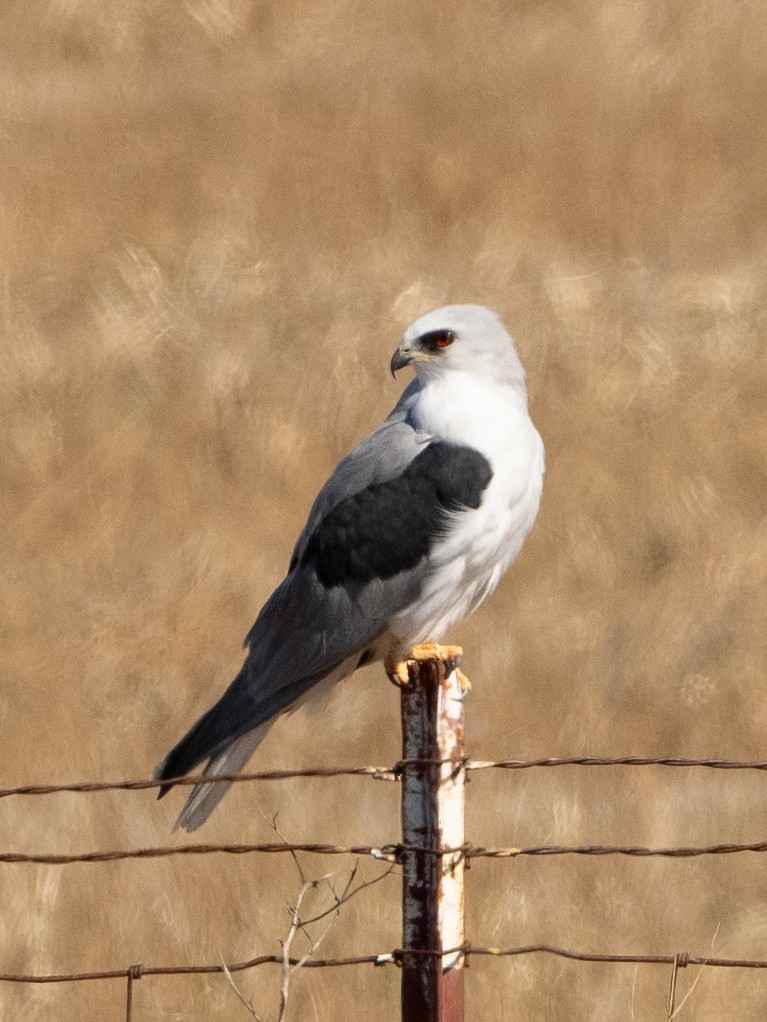 White-tailed Kite - ML624078739