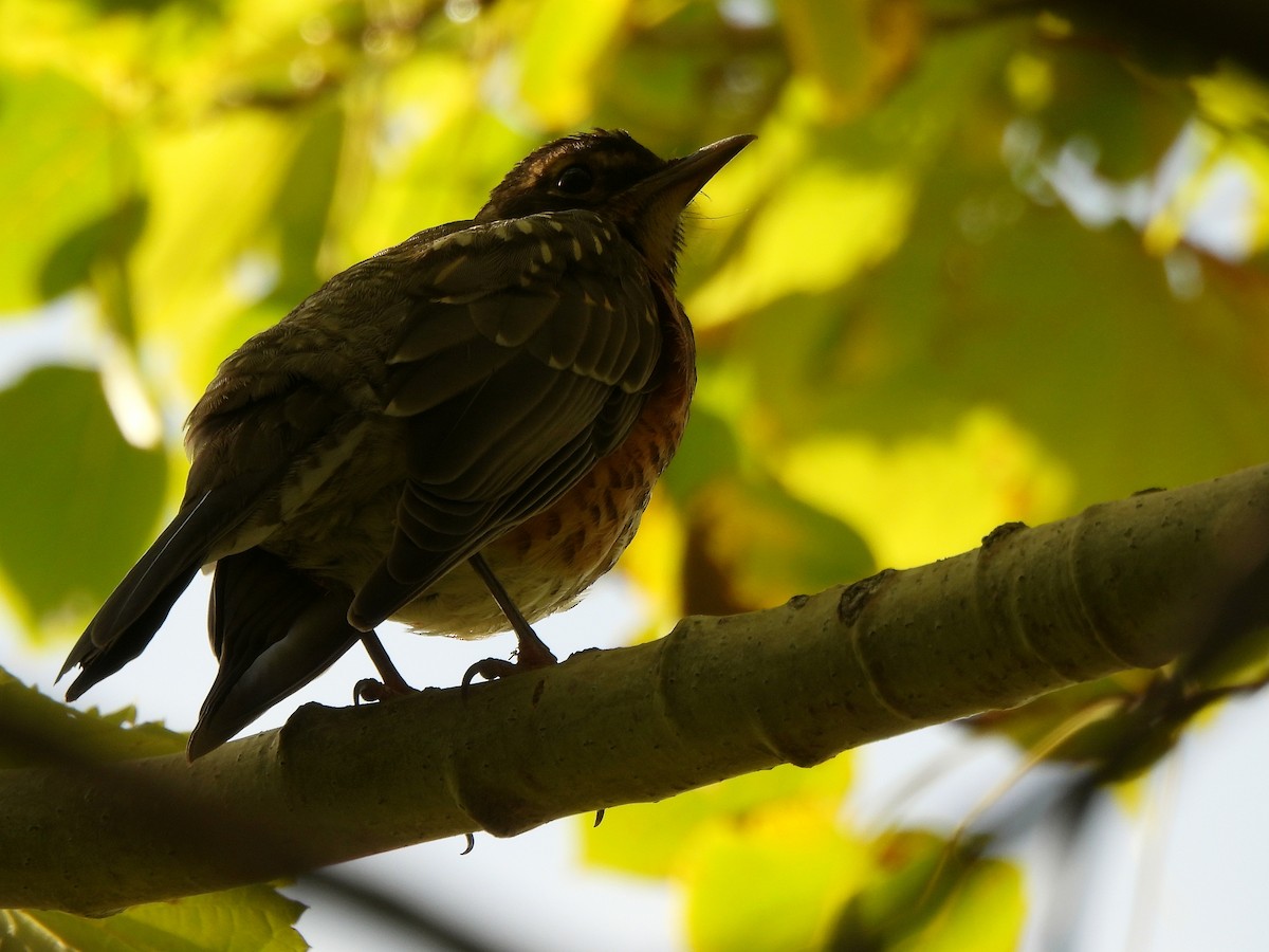 American Robin - Nathalie Ouellet