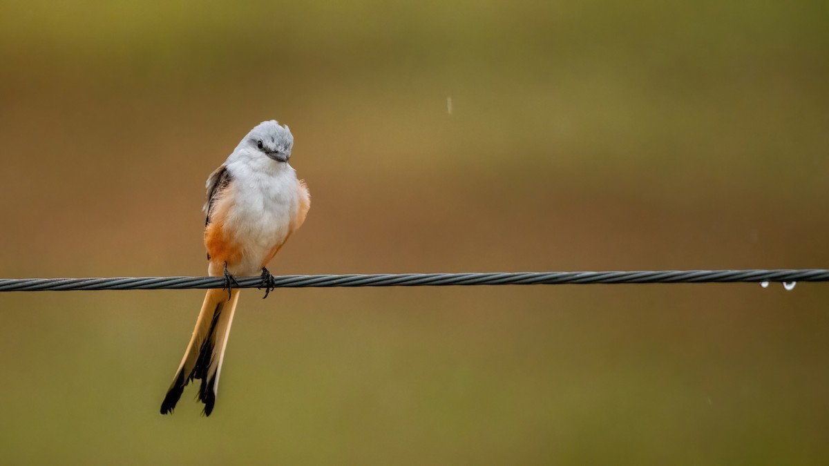 Scissor-tailed Flycatcher - ML624078766
