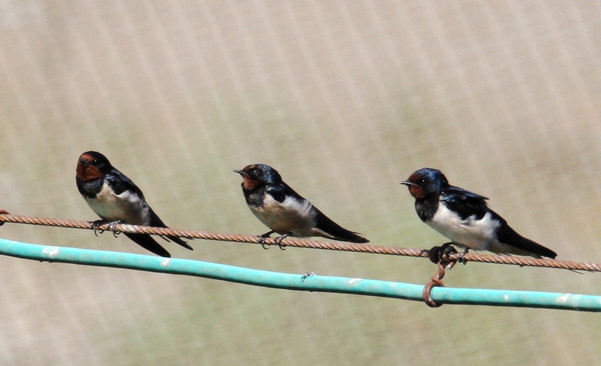 Golondrina Común - ML624078767