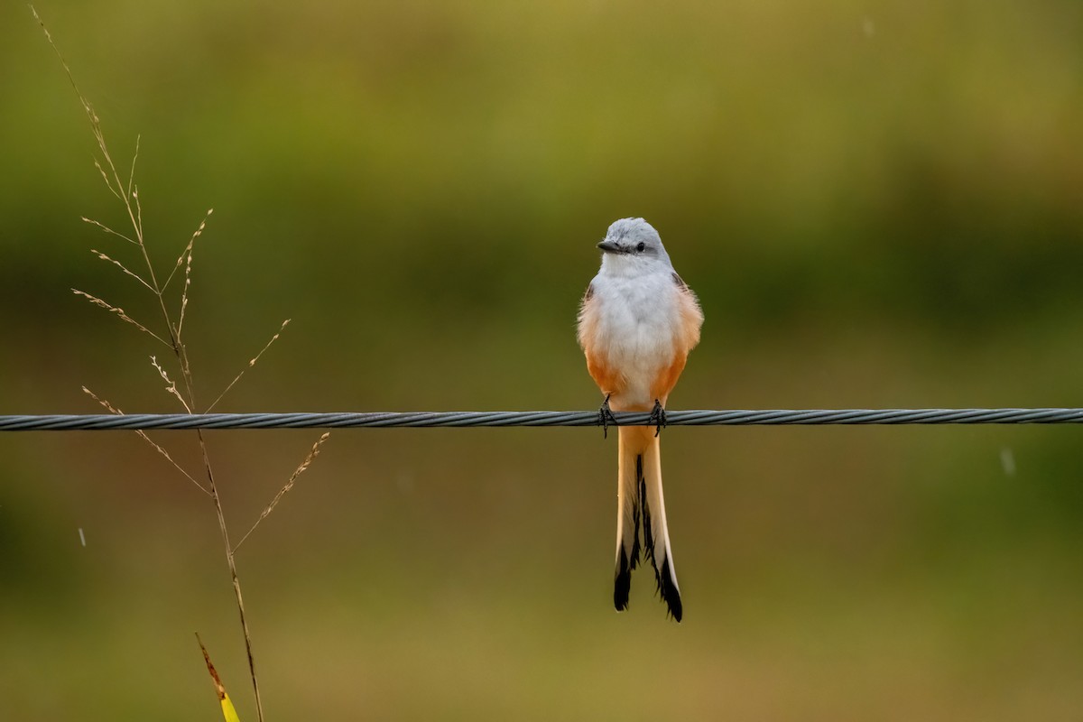Scissor-tailed Flycatcher - ML624078769