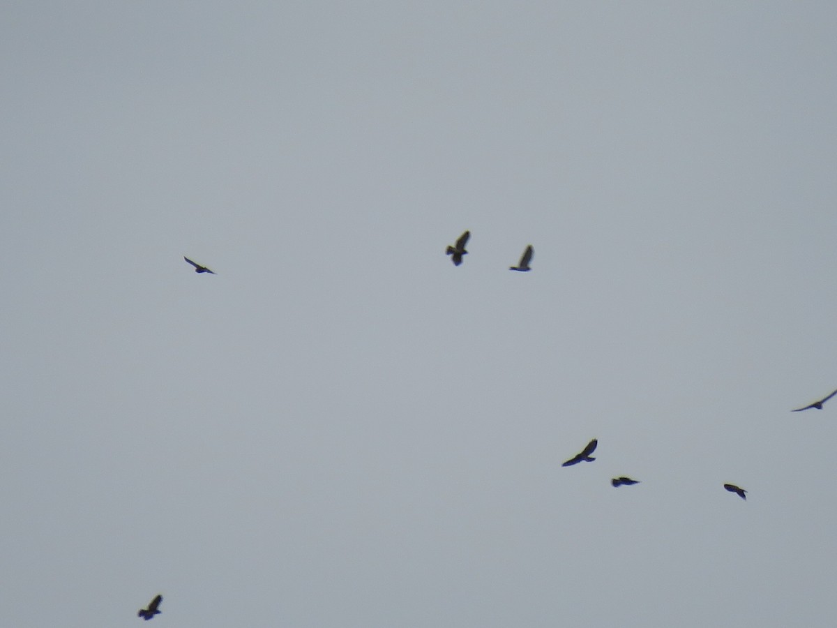 Broad-winged Hawk - ML624078776