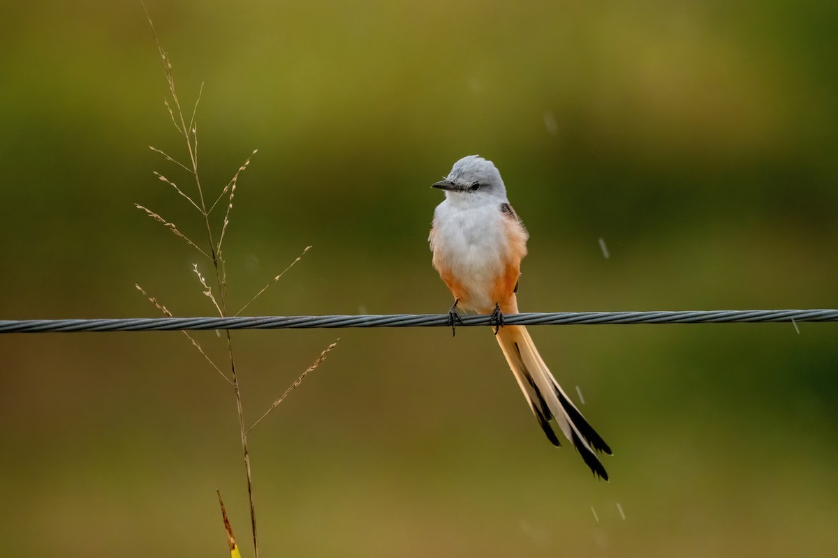 Scissor-tailed Flycatcher - ML624078778