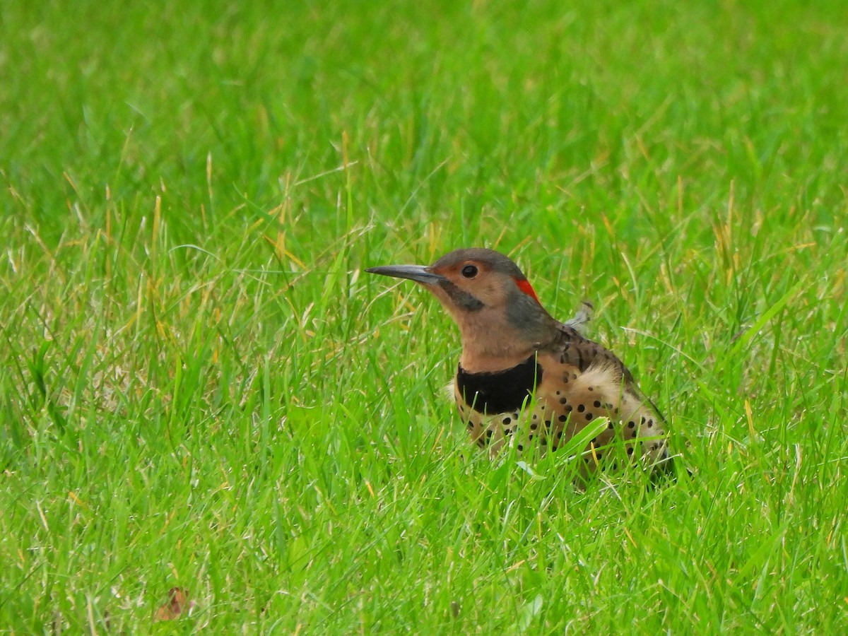 Northern Flicker - ML624078781