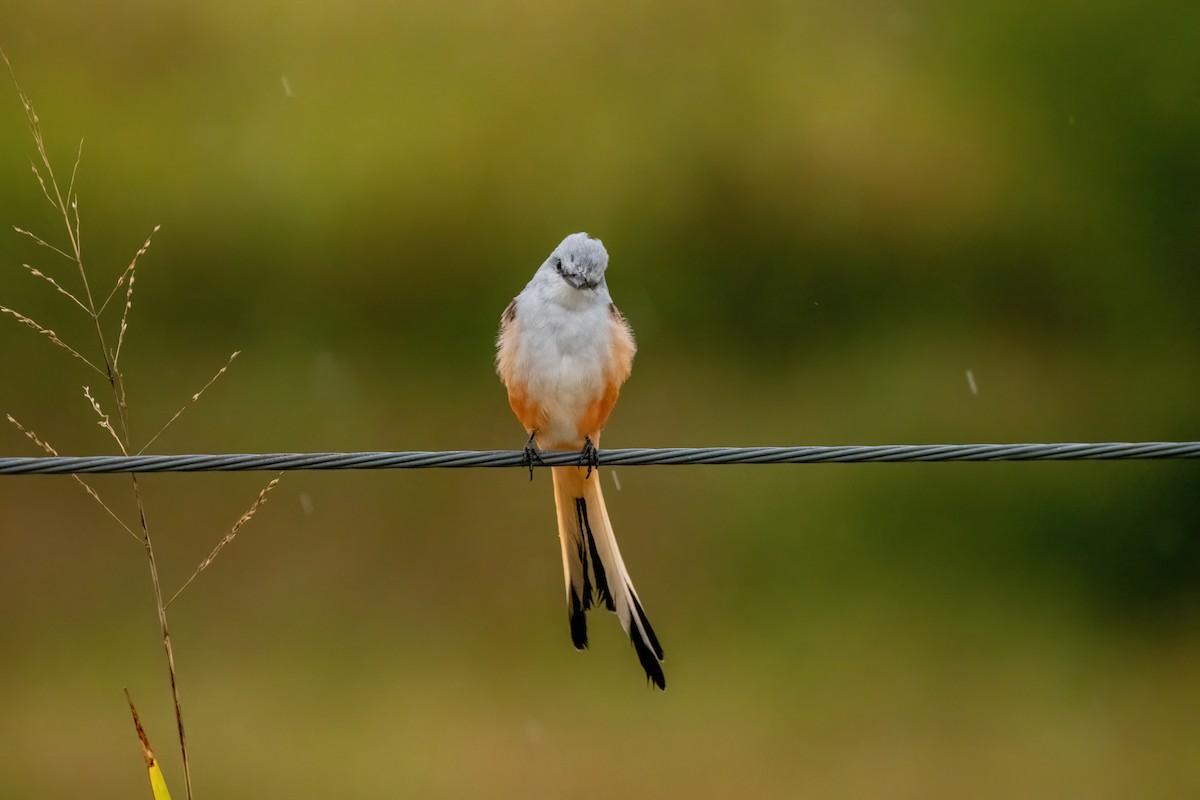 Scissor-tailed Flycatcher - ML624078785