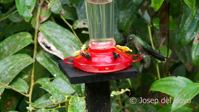 Many-spotted Hummingbird - ML624078787