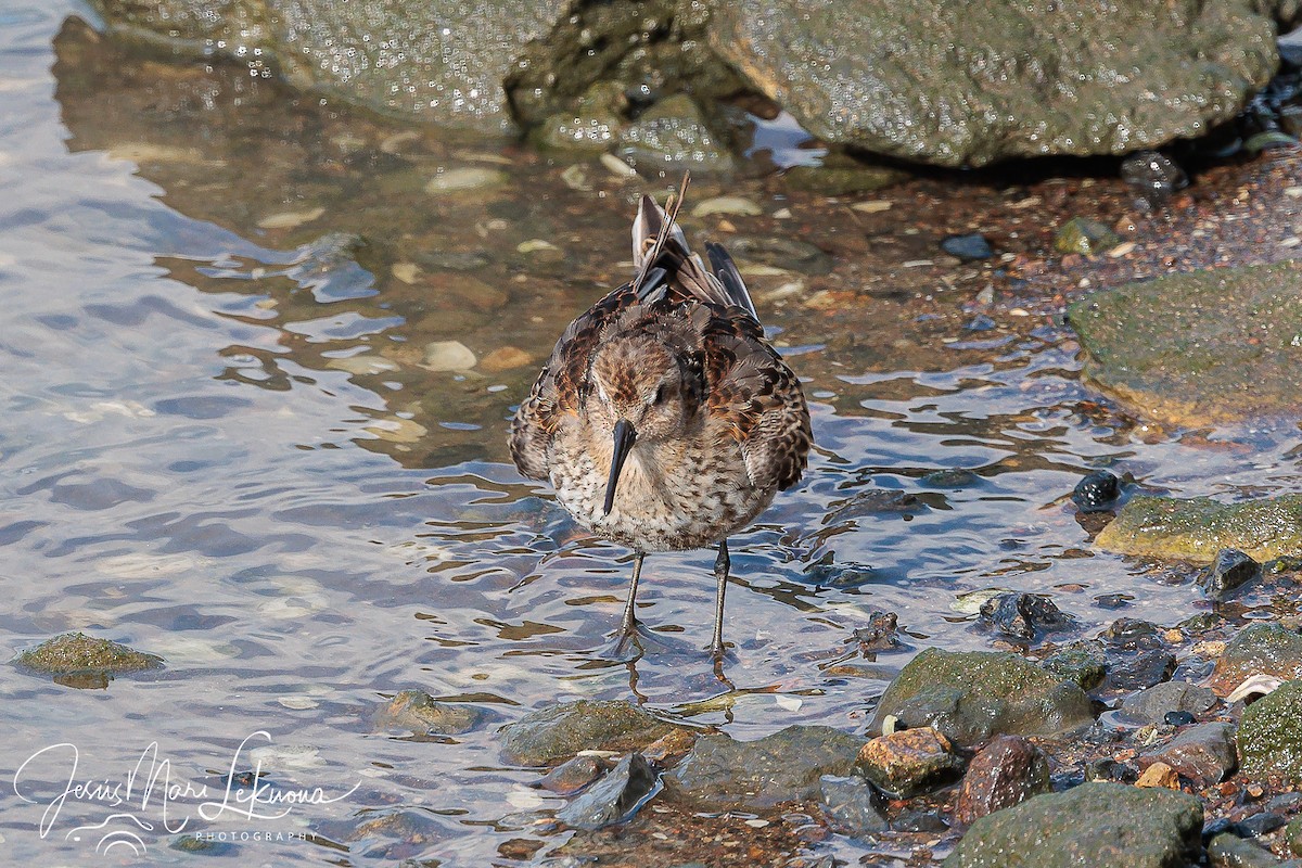 Dunlin - ML624078790