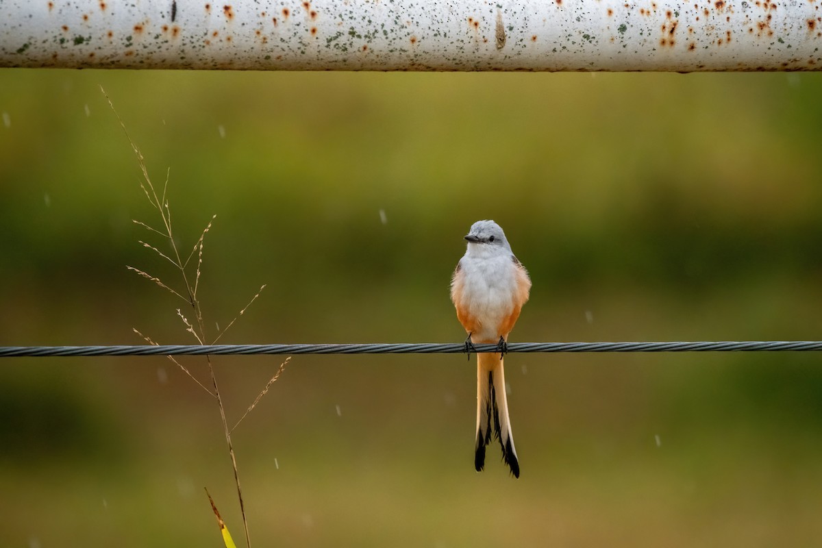 Scissor-tailed Flycatcher - ML624078796