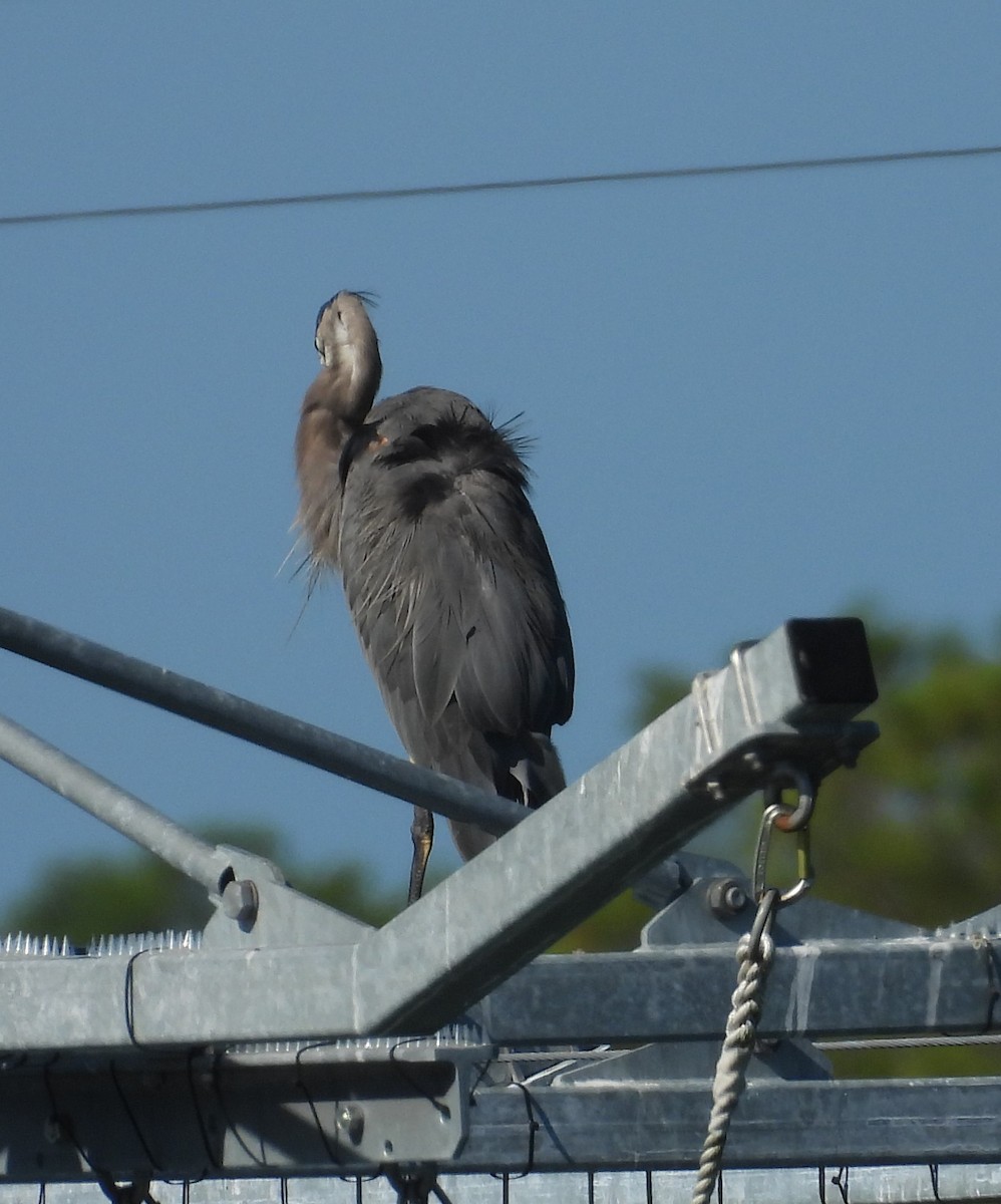 Great Blue Heron - ML624078797