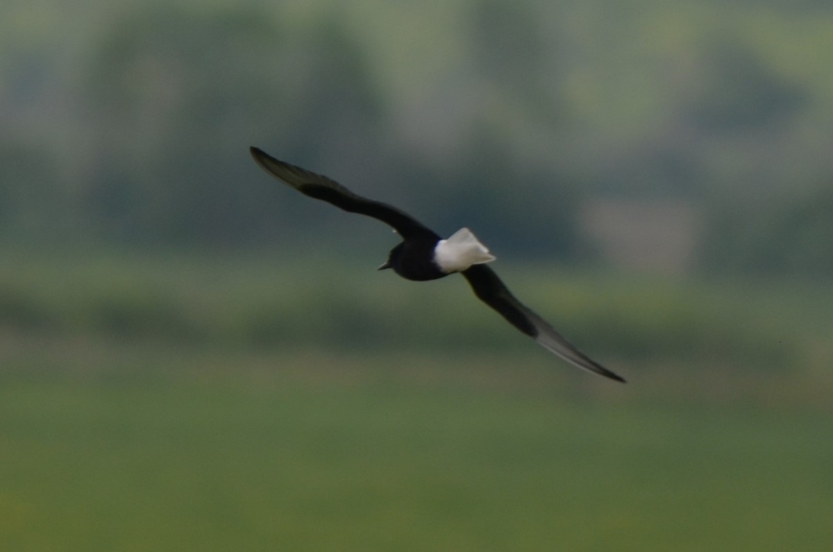 White-winged Tern - Richard Rae