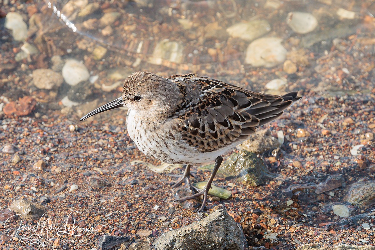 Dunlin - ML624078808