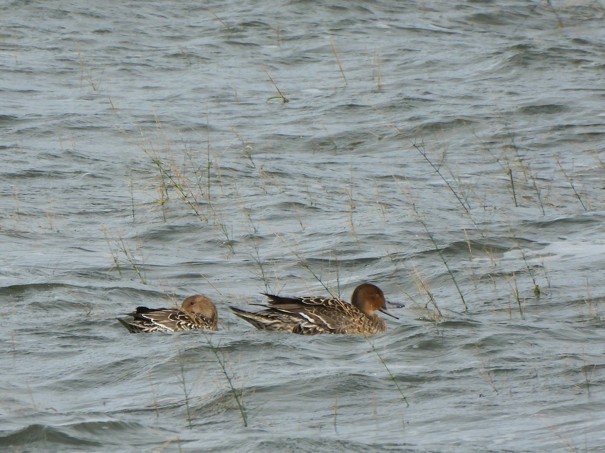 Northern Pintail - Nathalie Ouellet