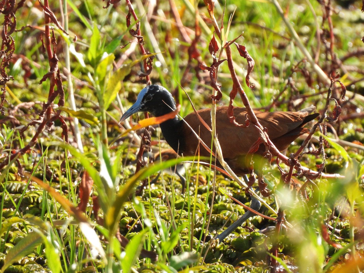 Madagascar Jacana - Adrián Colino Barea