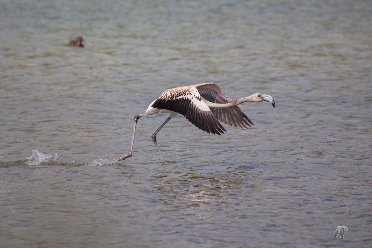 Greater Flamingo - ML624078823