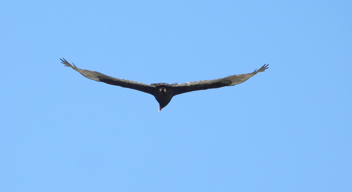 Turkey Vulture - ML624078840