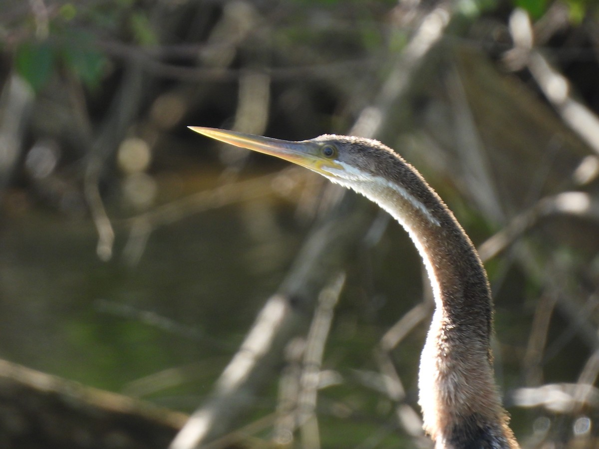 African Darter - ML624078848