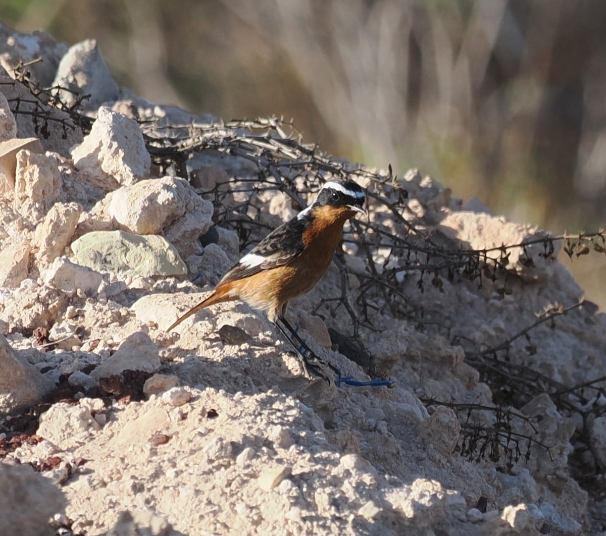 Moussier's Redstart - ML624078861