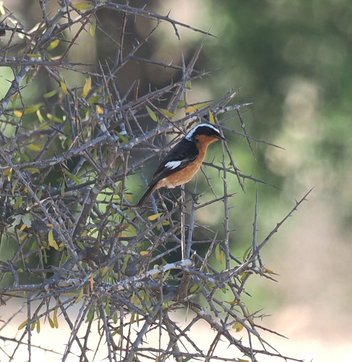 Moussier's Redstart - ML624078862