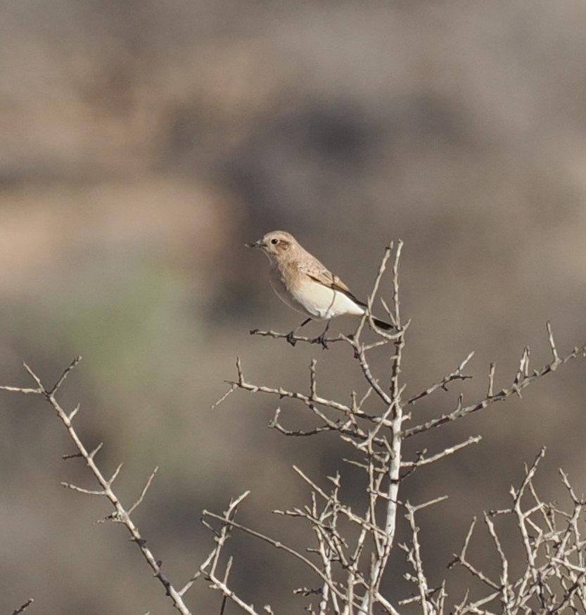 Desert Wheatear - ML624078864