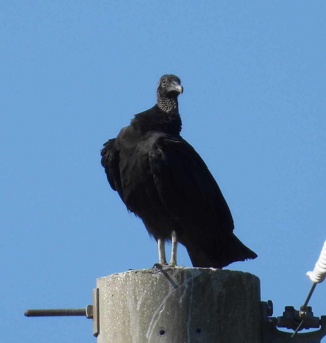 Black Vulture - ML624078875