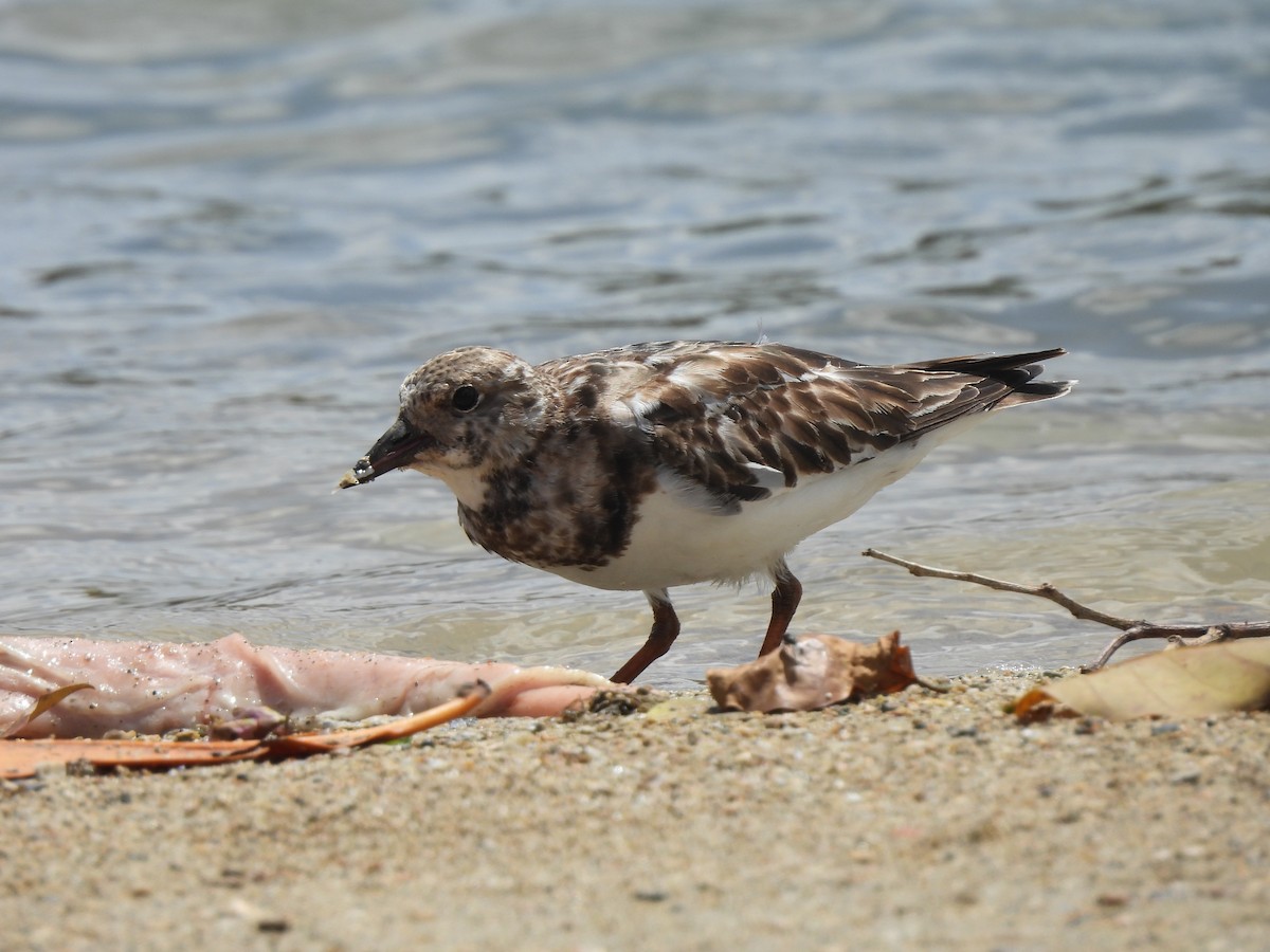 Ruddy Turnstone - Adrián Colino Barea