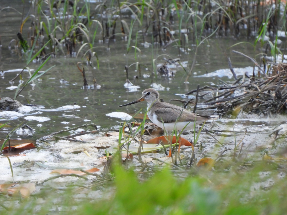 Terek Sandpiper - Adrián Colino Barea