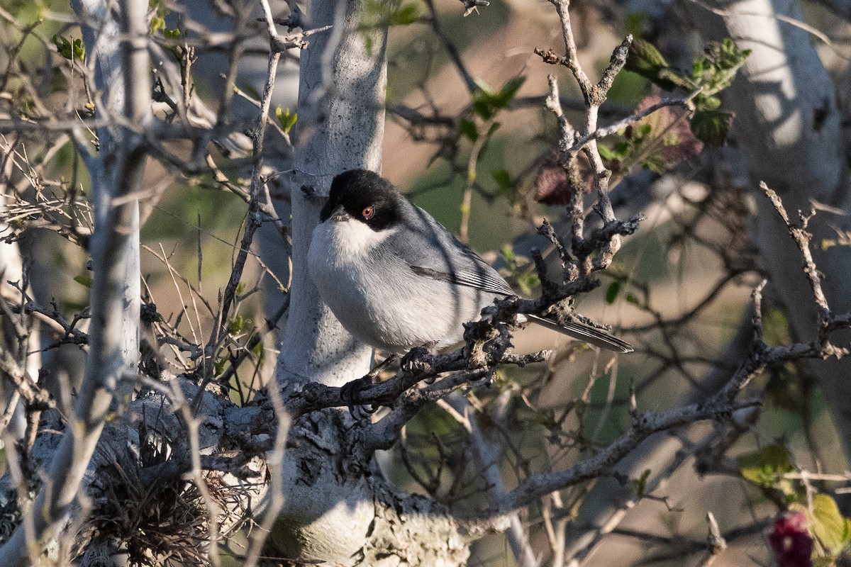 Black-capped Warbling Finch - ML624078982