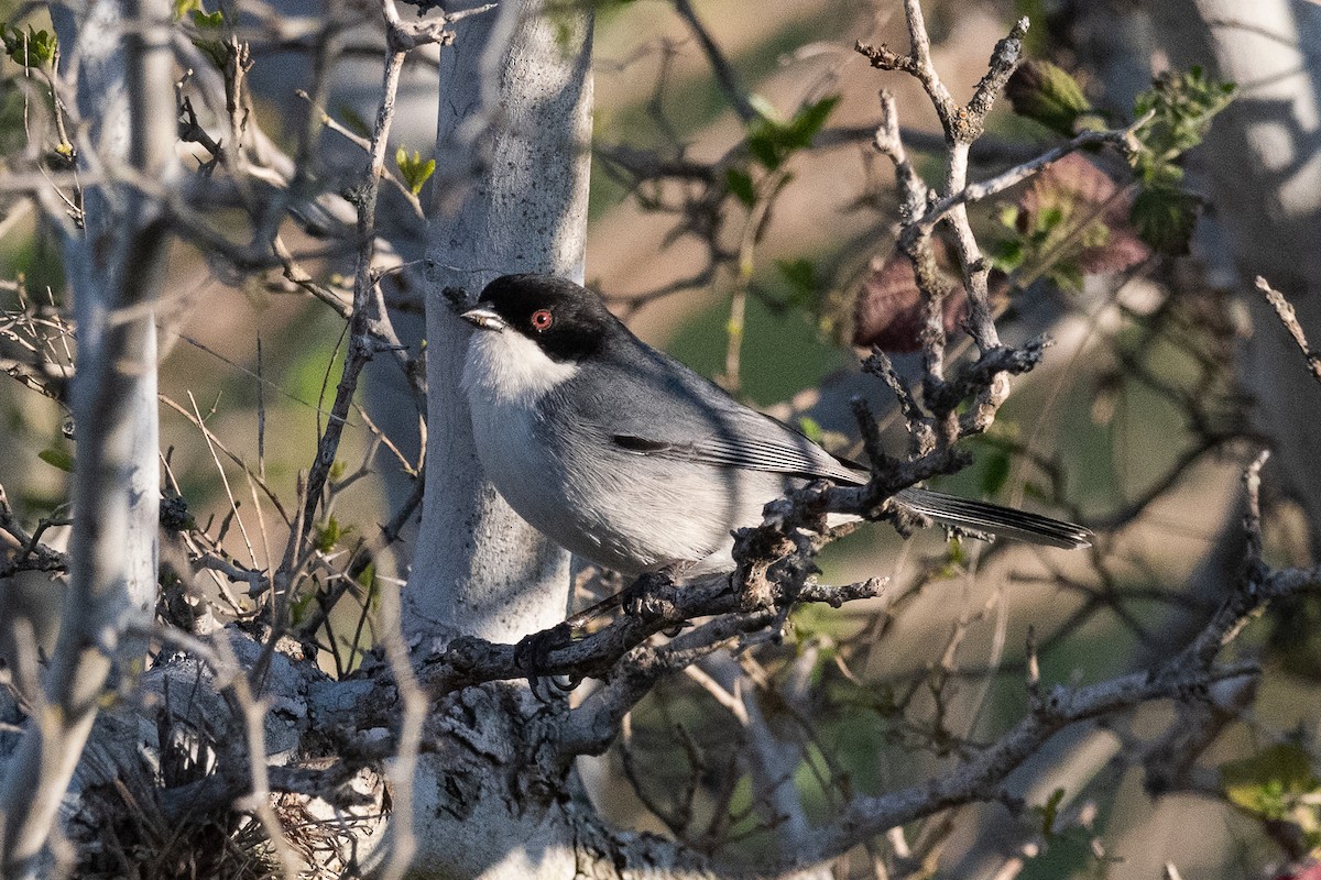 Black-capped Warbling Finch - ML624078983