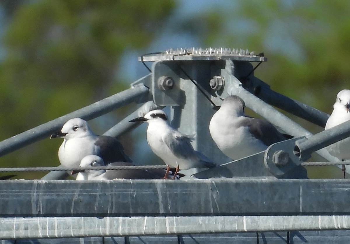 Forster's Tern - ML624078984