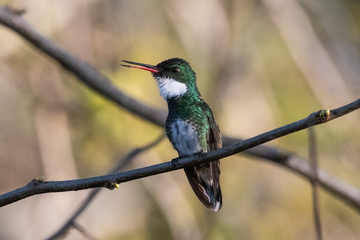 White-throated Hummingbird - ML624079004