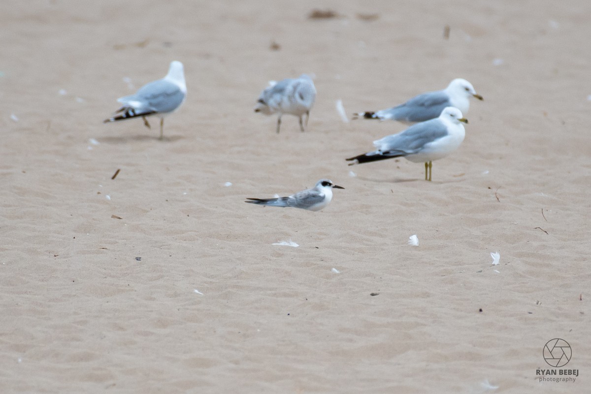 Forster's Tern - ML624079006