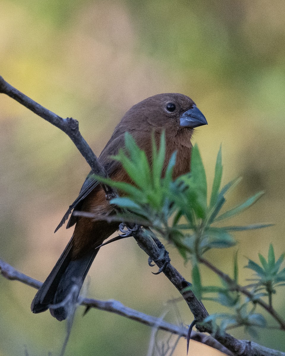 Ultramarine Grosbeak - ML624079009