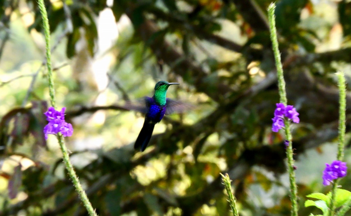 Fork-tailed Woodnymph - Josep del Hoyo