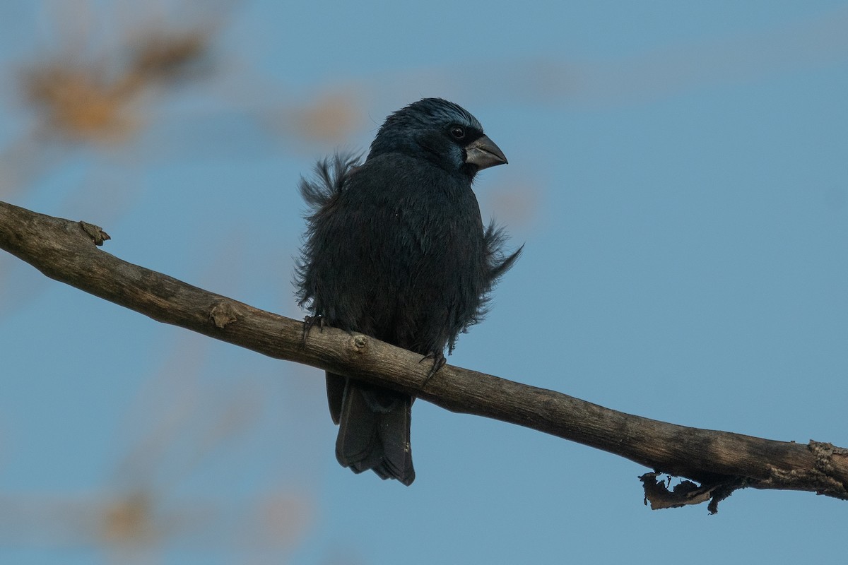 Ultramarine Grosbeak - Nicolas Mazzini